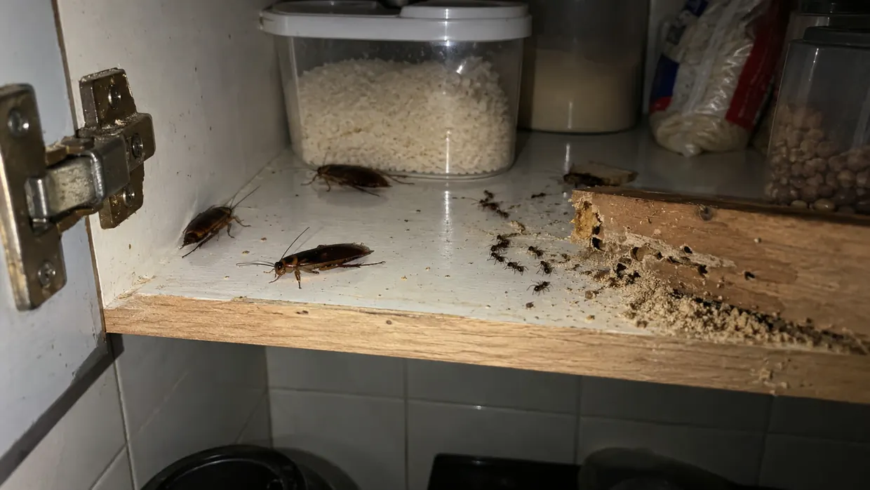 Baratas, formigas e cupim dentro de um armário de cozinha — pragas urbanas atendidas pela PJO